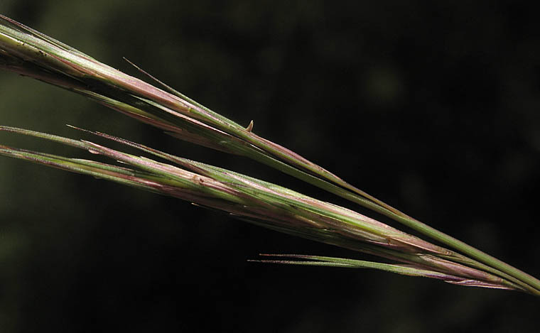 Detailed Picture 1 of Aristida adscensionis