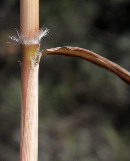 Detailed Picture 8 of Bothriochloa barbinodis