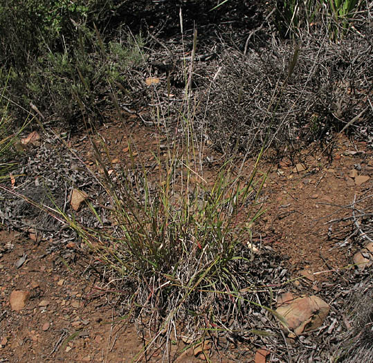 Detailed Picture 7 of Bothriochloa barbinodis