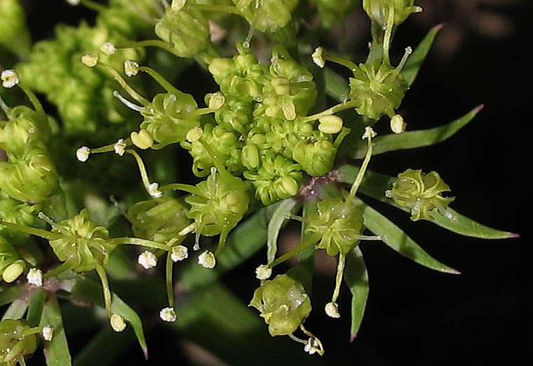 Detailed Picture 1 of Lomatium lucidum