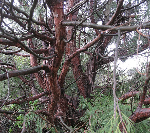 Detailed Picture 7 of Calocedrus decurrens