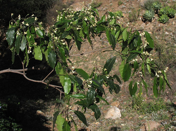 Detailed Picture 5 of Pittosporum undulatum