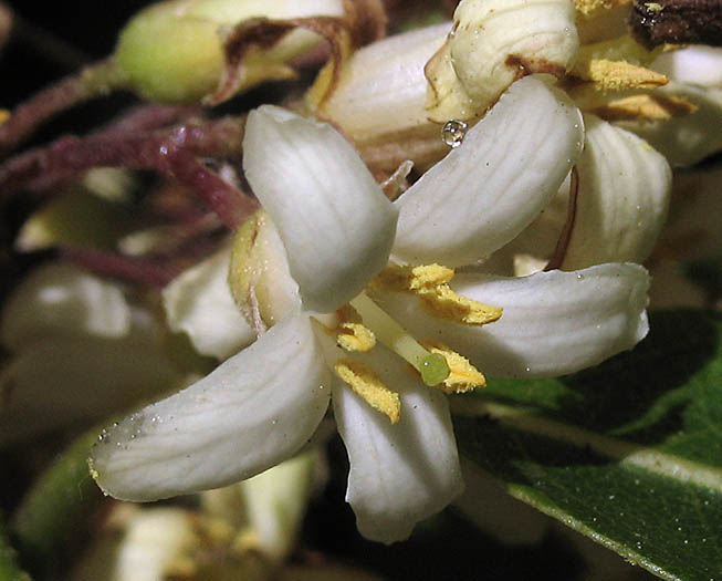 Detailed Picture 1 of Pittosporum undulatum