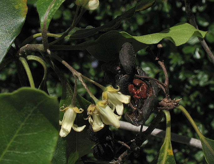 Detailed Picture 4 of Pittosporum undulatum