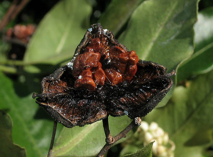 Detailed Picture 6 of Pittosporum undulatum