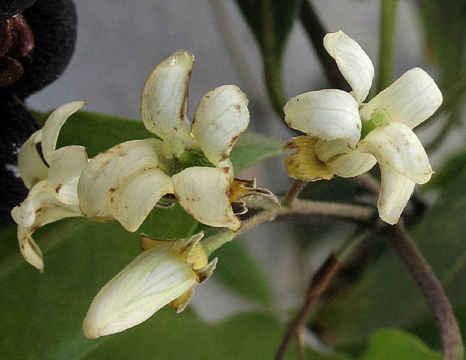 Detailed Picture 2 of Pittosporum undulatum