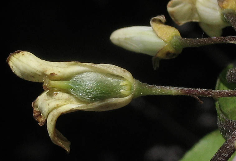 Detailed Picture 3 of Pittosporum undulatum