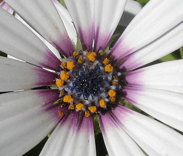 Detailed Picture 2 of Dimorphotheca fruticosa