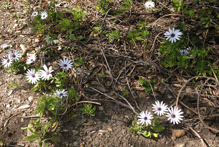 Detailed Picture 5 of Dimorphotheca fruticosa