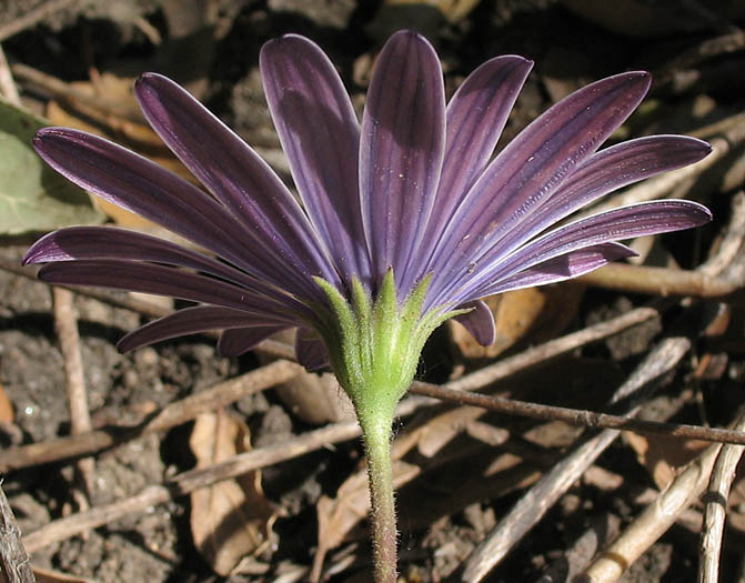 Detailed Picture 3 of Dimorphotheca fruticosa