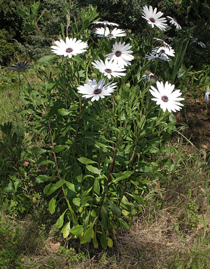 Detailed Picture 7 of Dimorphotheca fruticosa