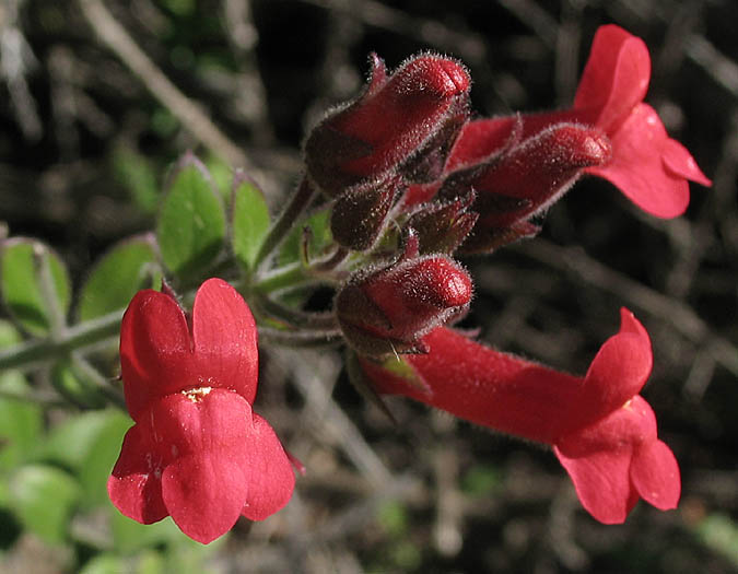 Detailed Picture 1 of Gambelia speciosa