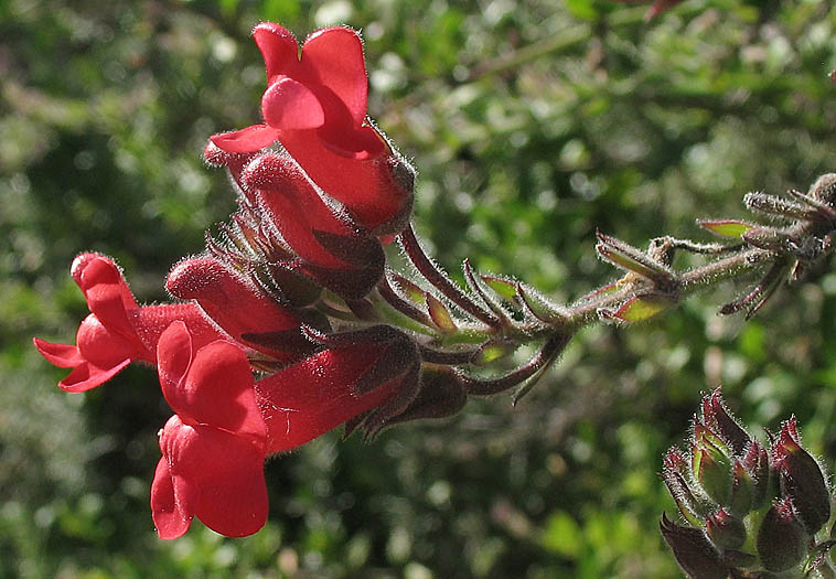 Detailed Picture 2 of Gambelia speciosa