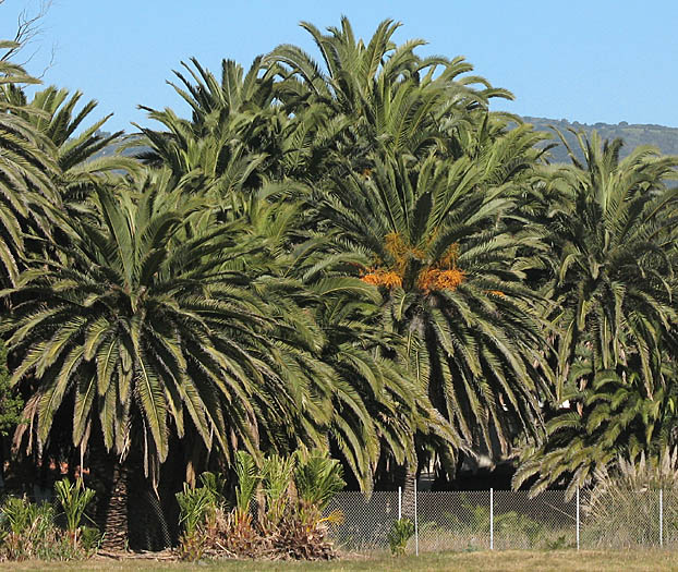 Detailed Picture 5 of Phoenix canariensis