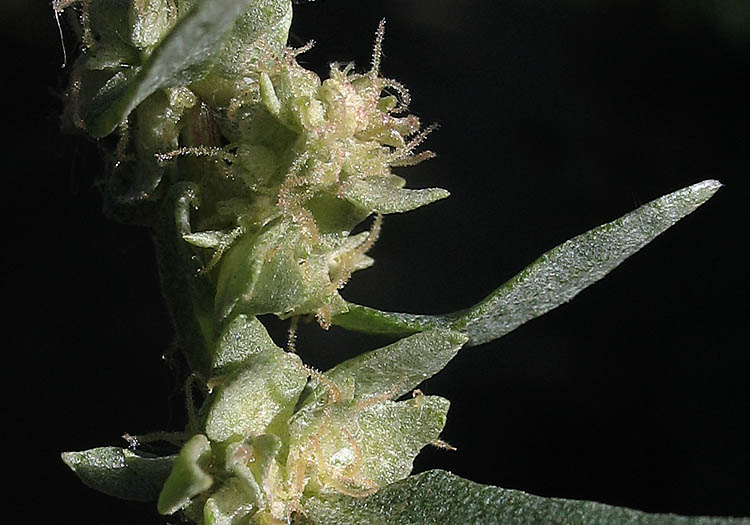 Detailed Picture 3 of Atriplex amnicola