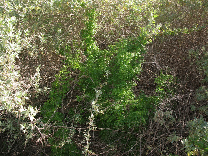 Detailed Picture 5 of Asparagus asparagoides