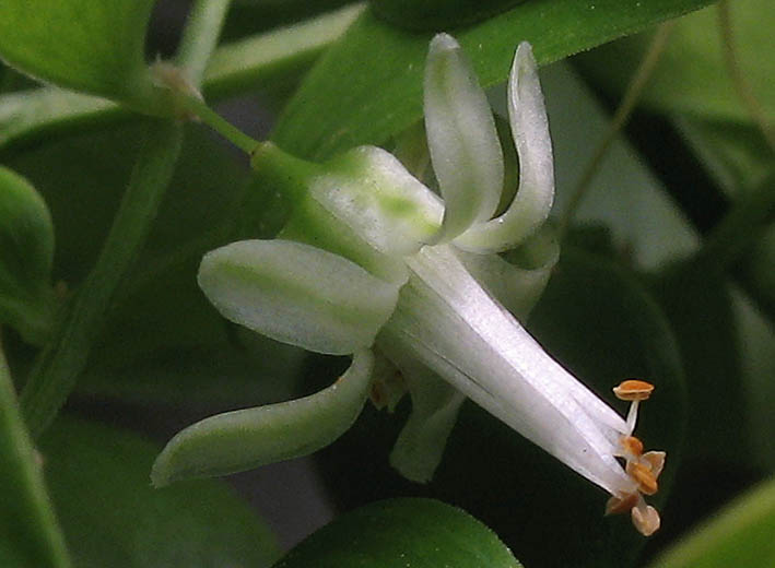 Detailed Picture 2 of Asparagus asparagoides