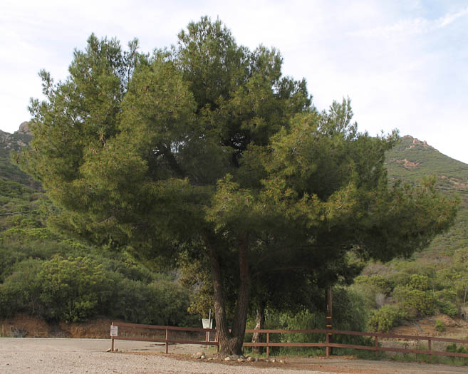 Detailed Picture 6 of Pinus halepensis ssp. halepensis