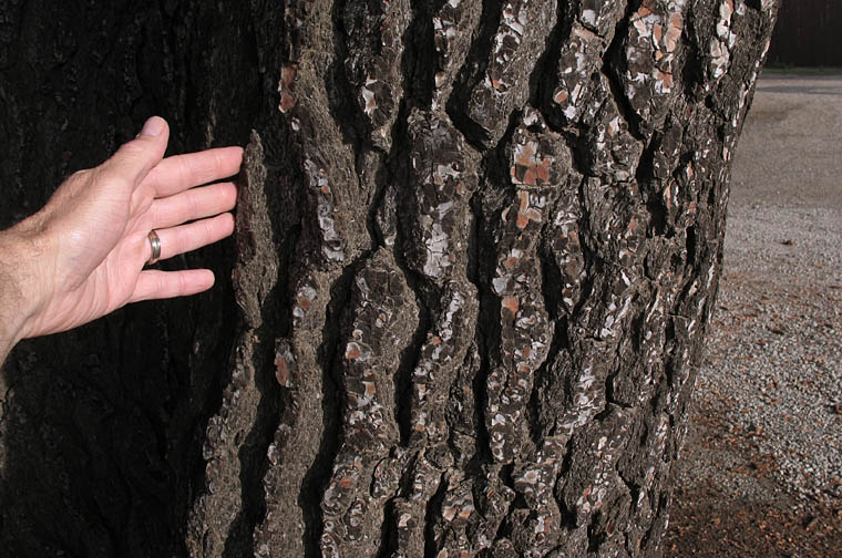 Detailed Picture 7 of Pinus halepensis ssp. halepensis