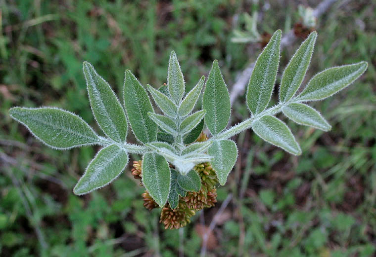 Detailed Picture 5 of Fraxinus velutina