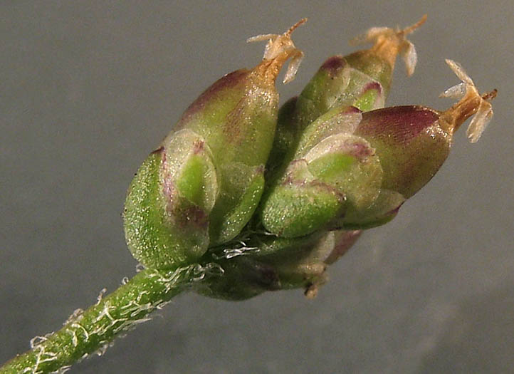 Detailed Picture 3 of Plantago elongata