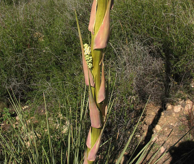 Detailed Picture 5 of Nolina cismontana