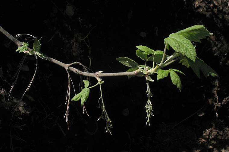 Detailed Picture 2 of Acer negundo