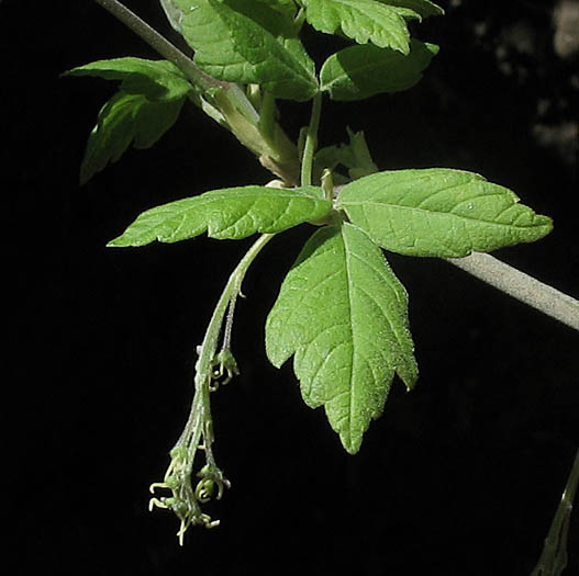 Detailed Picture 3 of Acer negundo