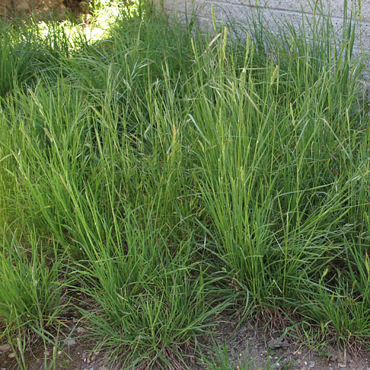 Detailed Picture 7 of Dactylis glomerata