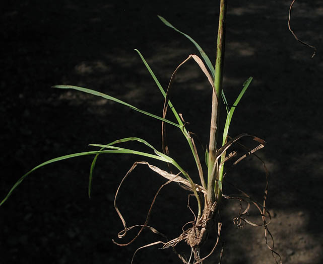 Detailed Picture 10 of Dactylis glomerata