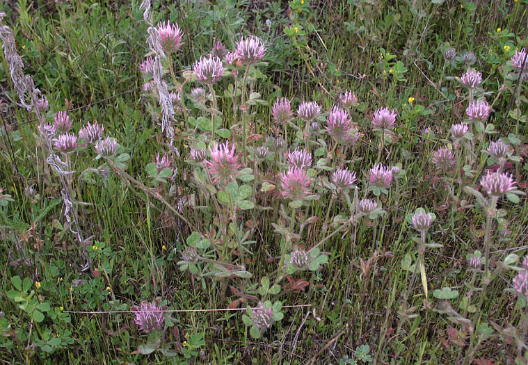 Detailed Picture 9 of Trifolium hirtum