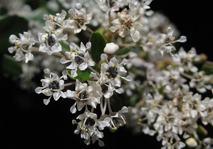 Detailed Picture 3 of Ceanothus cuneatus var. cuneatus