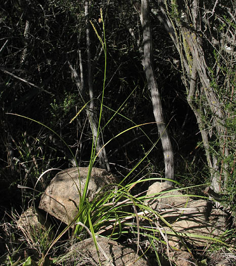 Detailed Picture 5 of Carex obispoensis