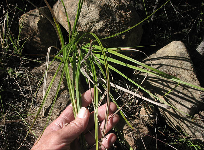 Detailed Picture 6 of Carex obispoensis