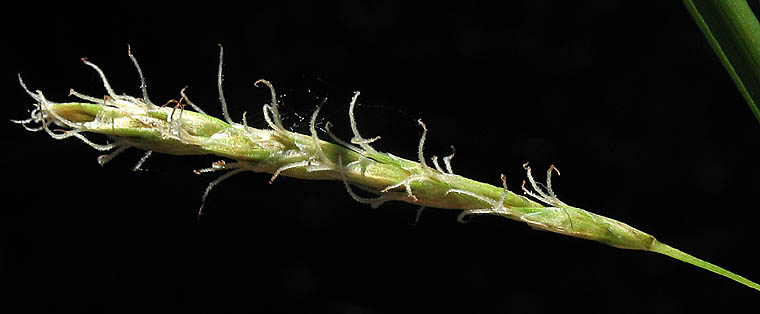 Detailed Picture 3 of Carex obispoensis