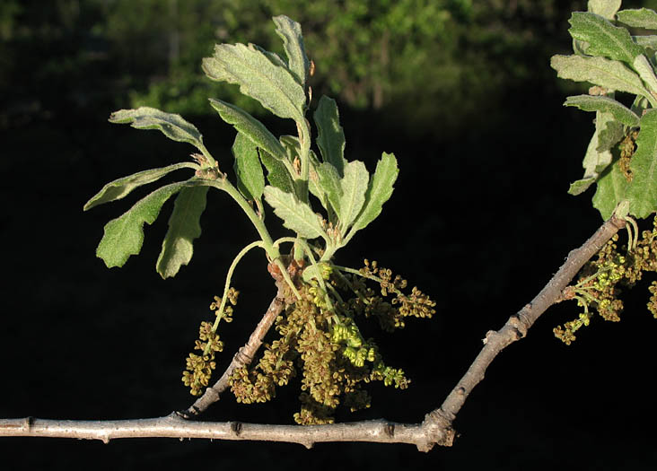 Detailed Picture 1 of Quercus douglasii