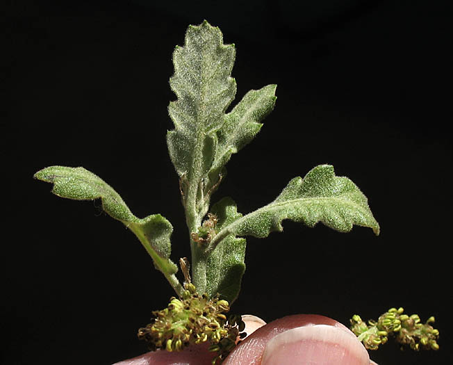 Detailed Picture 4 of Quercus douglasii