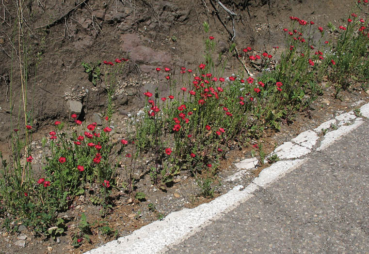 Detailed Picture 4 of Linum grandiflorum