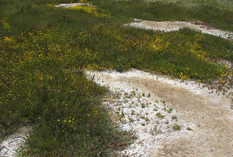 Detailed Picture 8 of Lasthenia glabrata ssp. coulteri