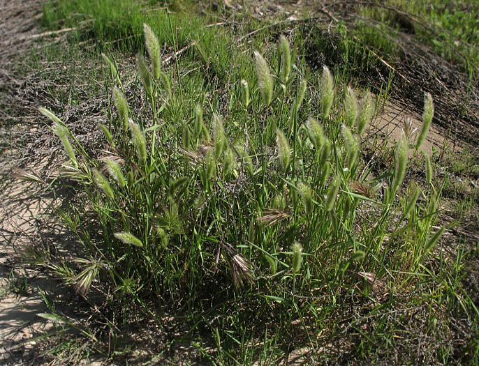 Detailed Picture 6 of Polypogon monspeliensis