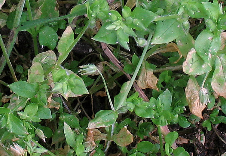 Detailed Picture 4 of Stellaria pallida