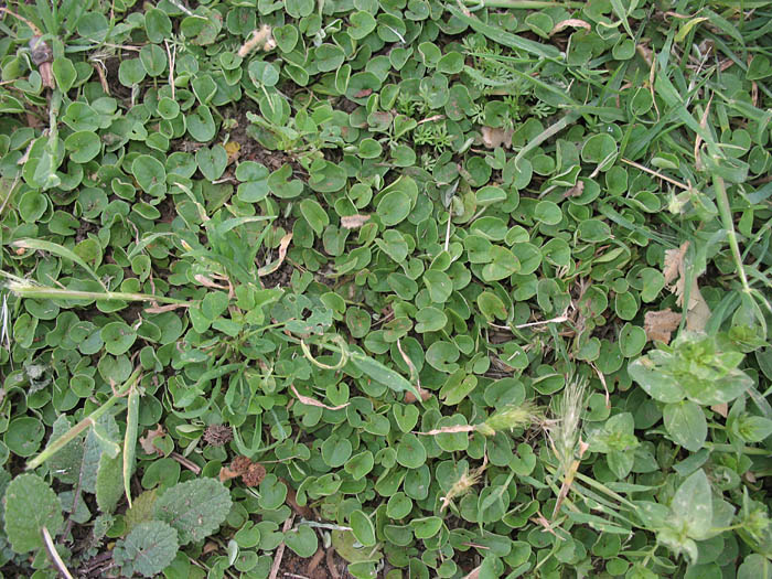 Detailed Picture 6 of Dichondra micrantha