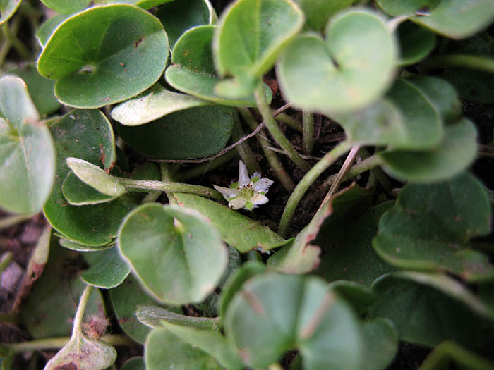 Detailed Picture 4 of Dichondra micrantha