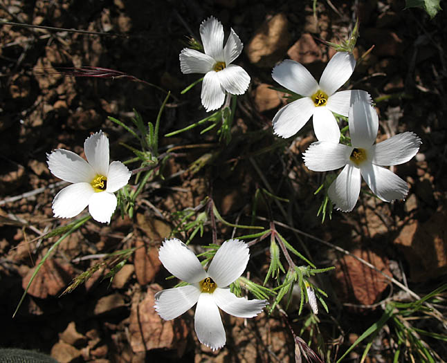 Detailed Picture 5 of Linanthus dianthiflorus