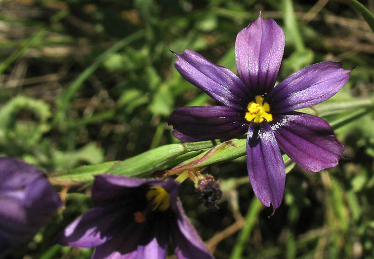 Detailed Picture 1 of Sisyrinchium bellum