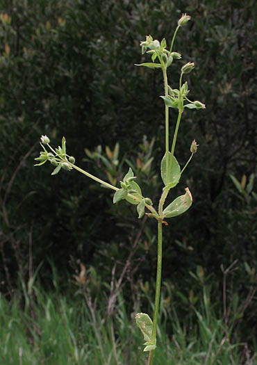 Detailed Picture 7 of Stellaria media