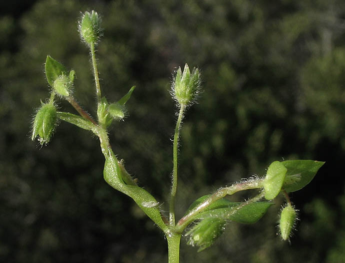 Detailed Picture 6 of Stellaria media