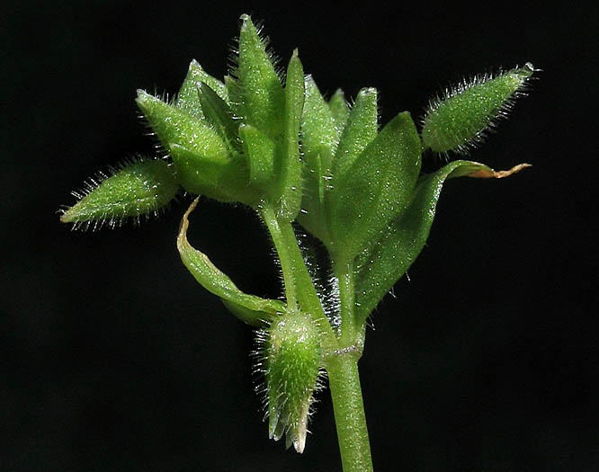 Detailed Picture 2 of Stellaria pallida