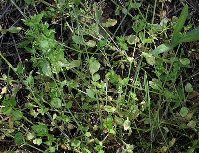 Detailed Picture 5 of Stellaria pallida