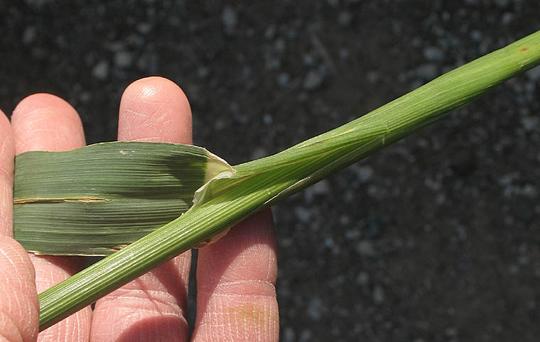 Detailed Picture 6 of Avena sativa